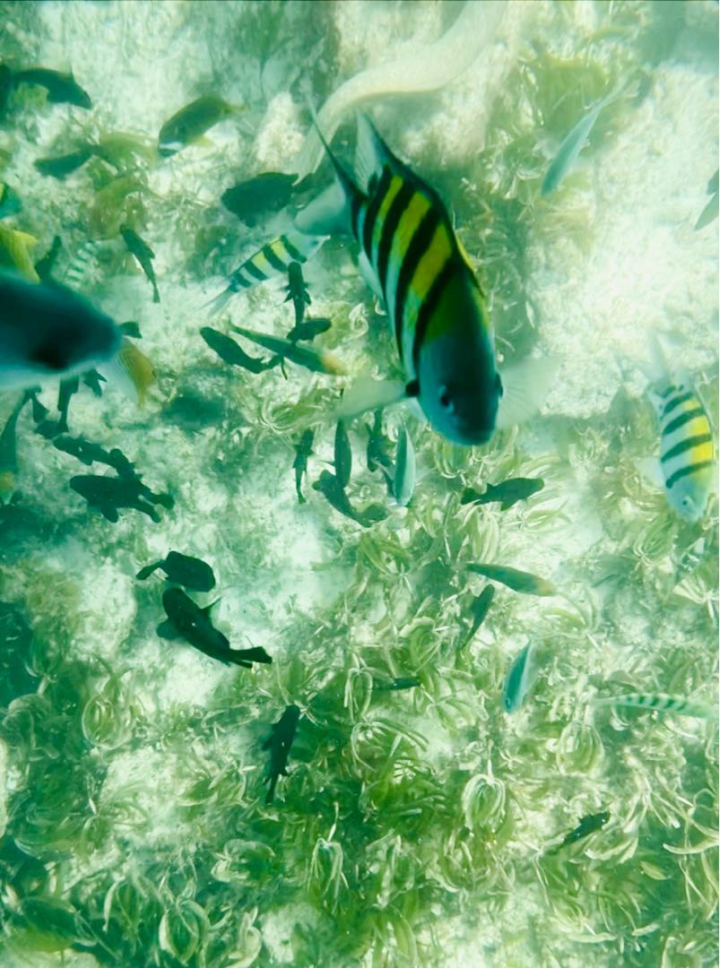 Indian Ocean 