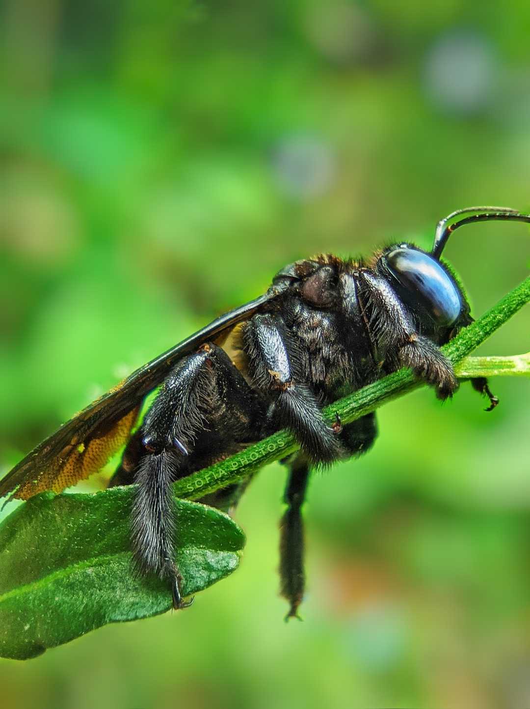 Lebah Kayu (Xylocopa latipes) 