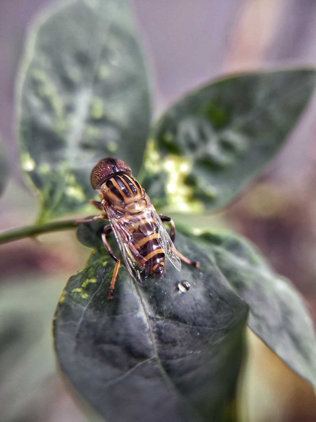 Band Eyed Drone Fly