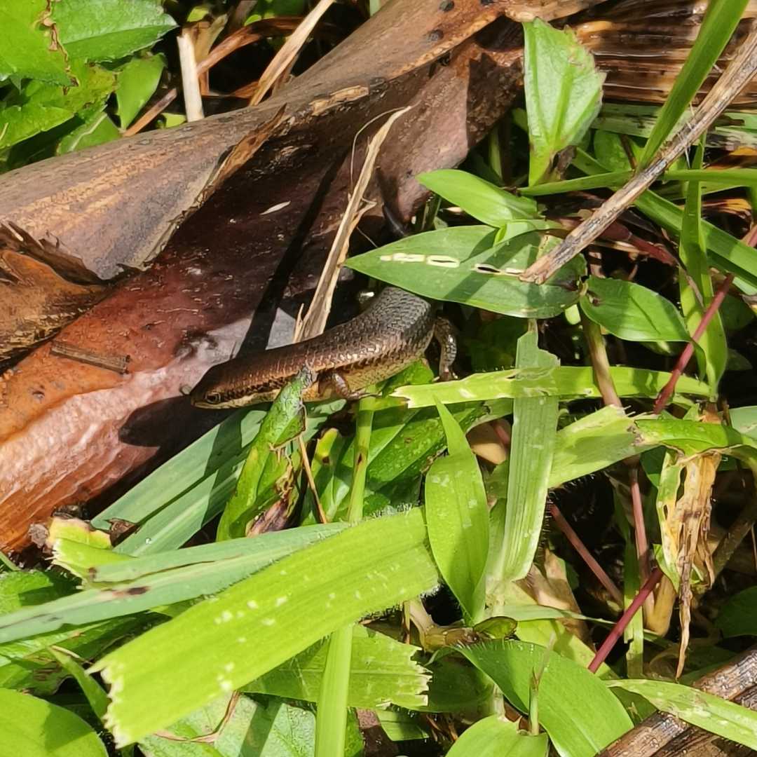 Delicate garden skink