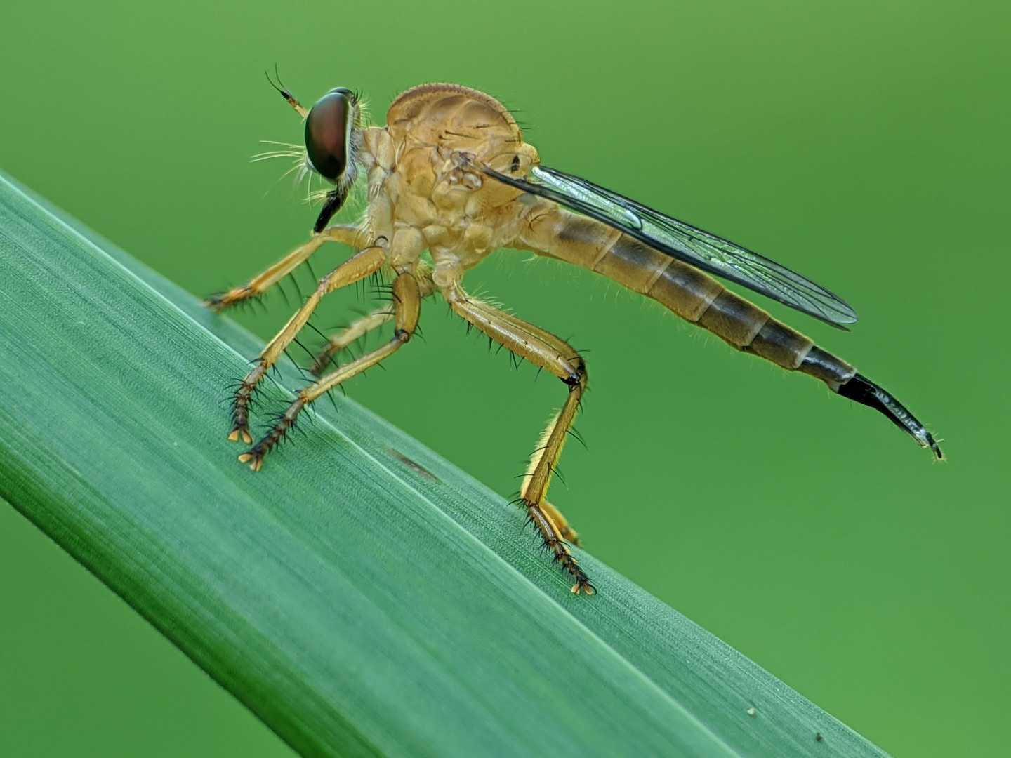 Robber fly gold ( RF EMAS )