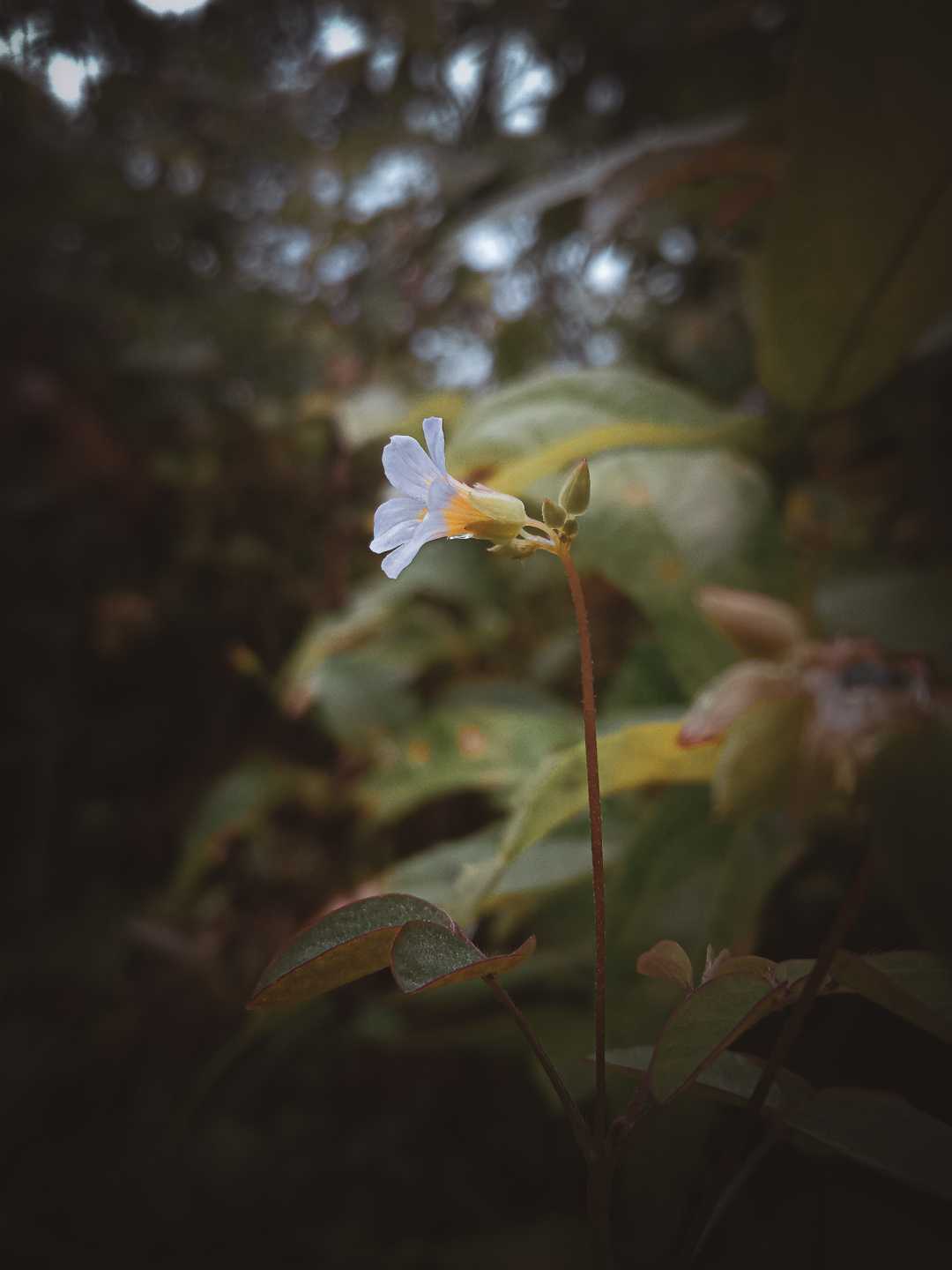 Macro foto