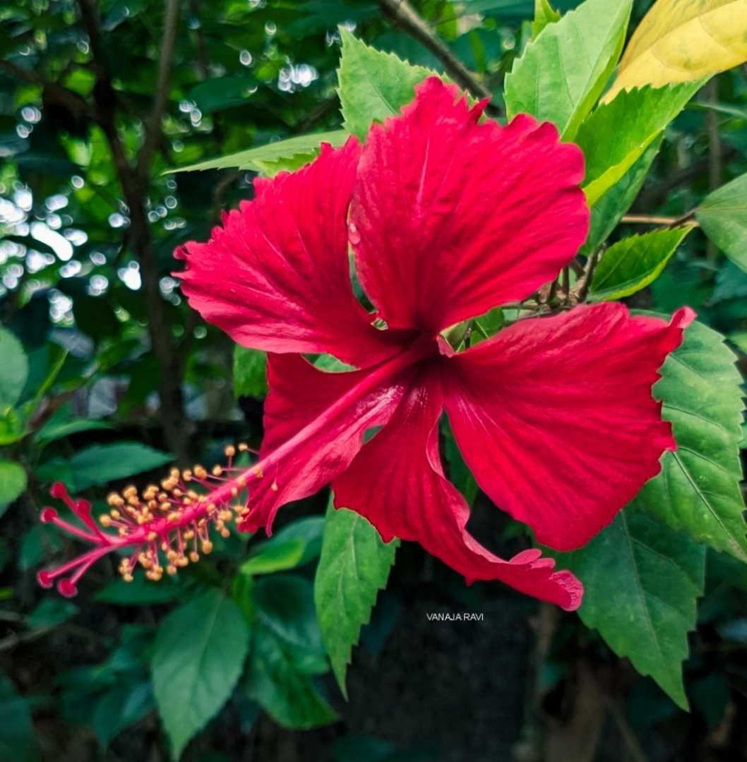 Hibiscus 🌺