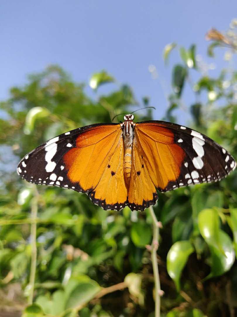butterfly.