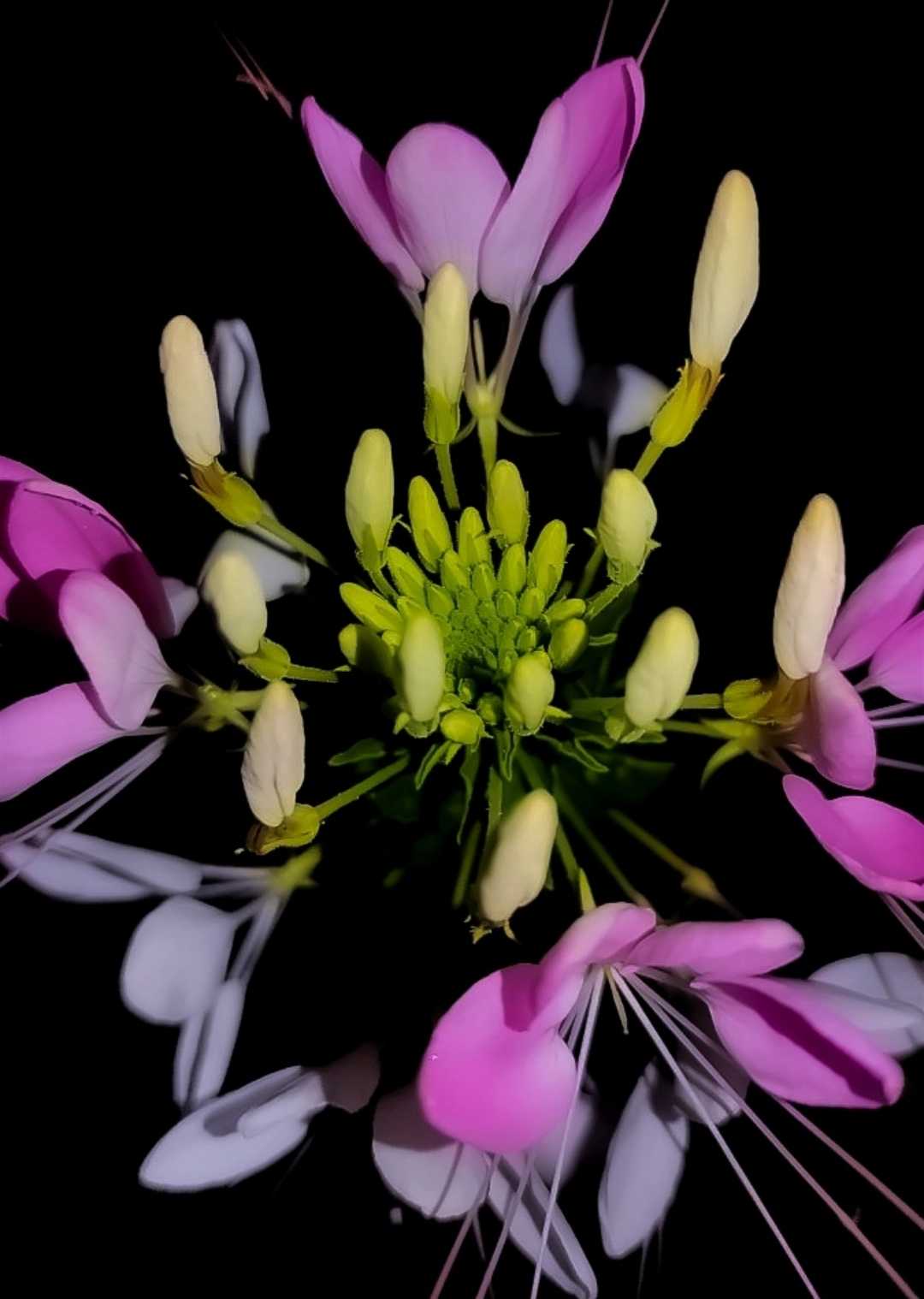 Spiny Spiderflower 🌸