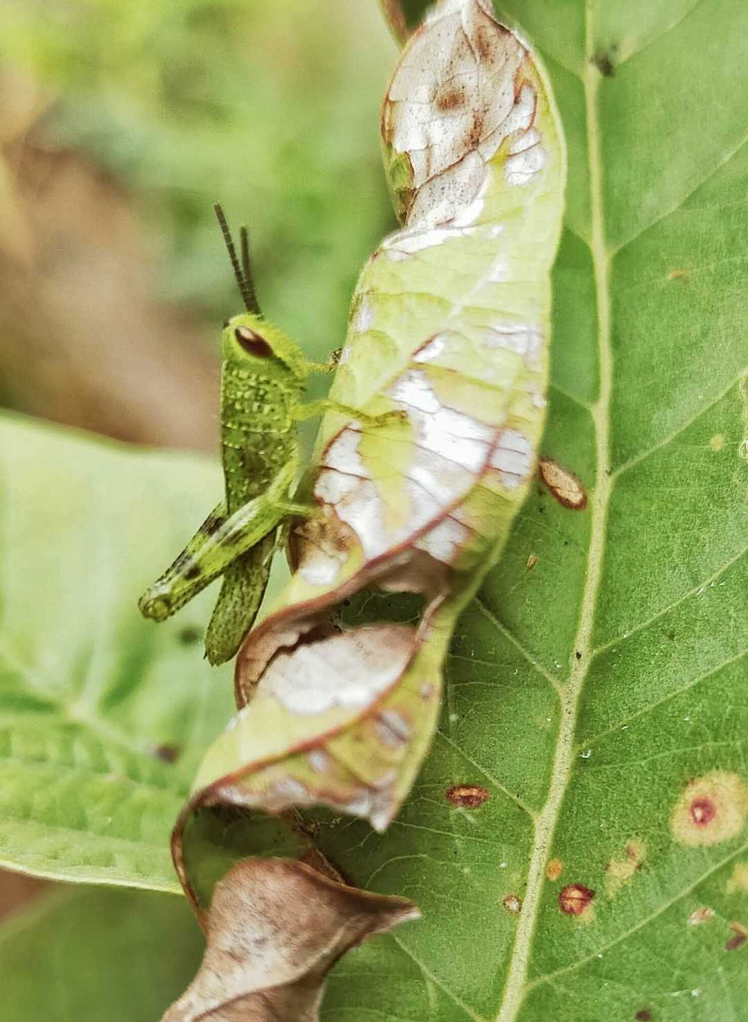 Javanese grasshopper (Valanga nigricornis)