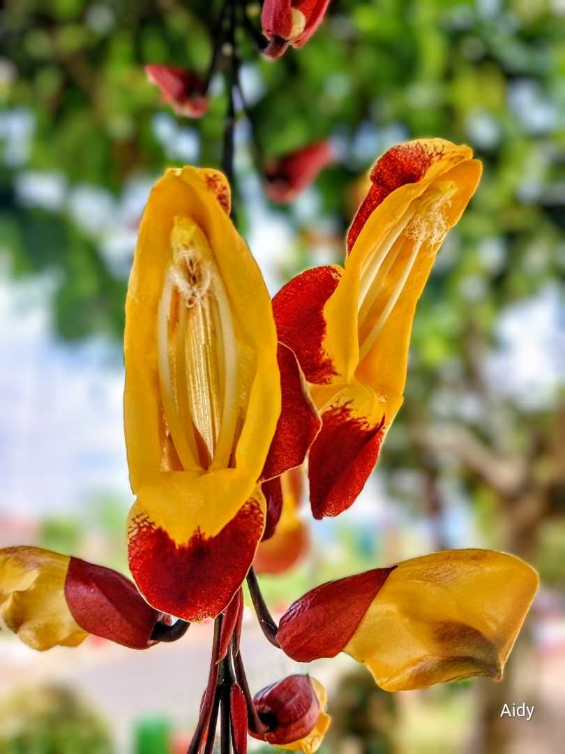 Thurbergia Mysorensis