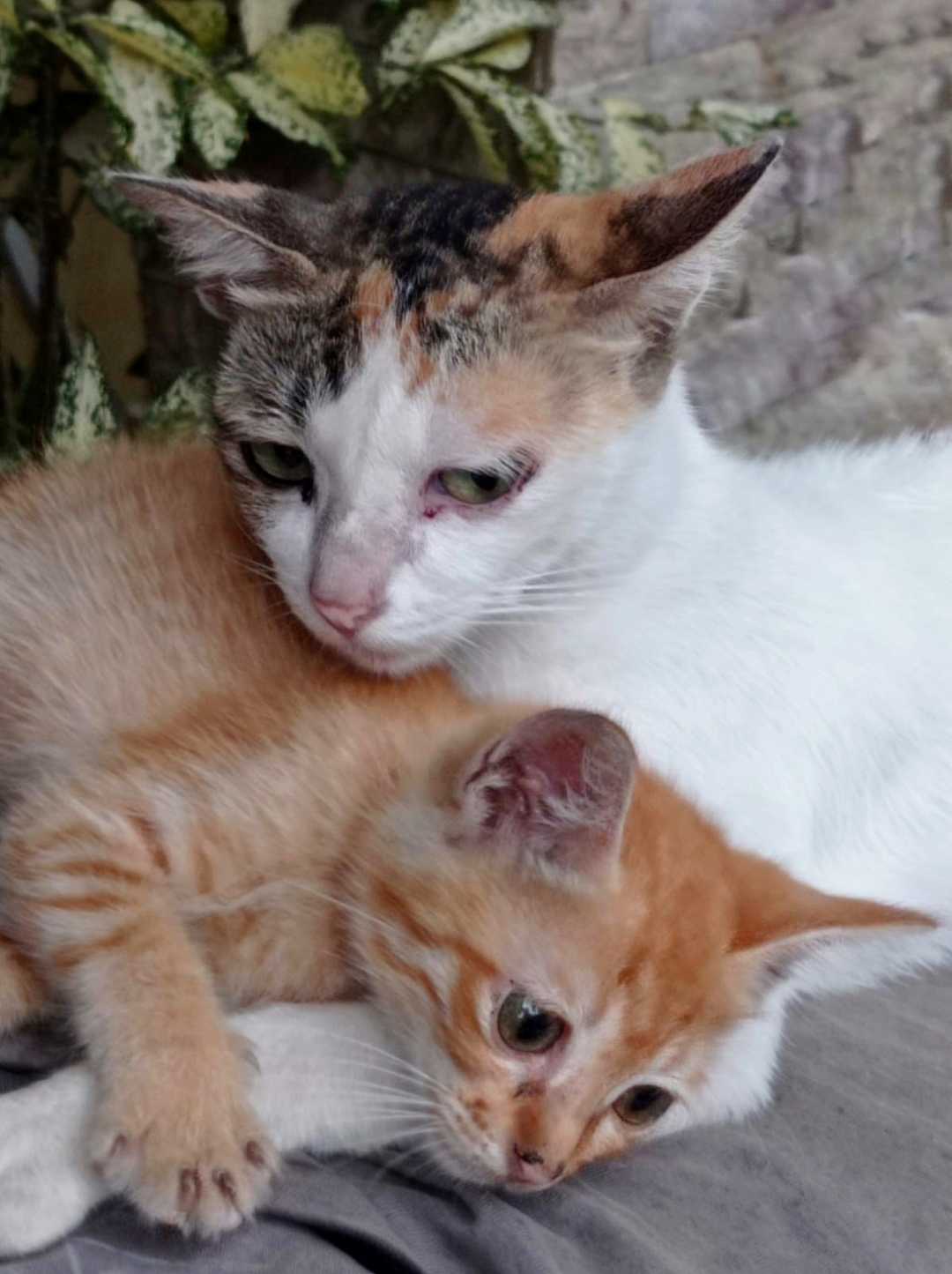Mother cat and kitten