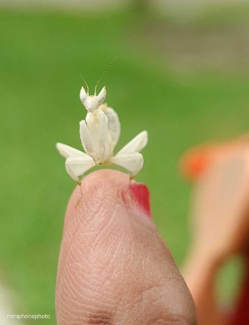 Mantis lagi