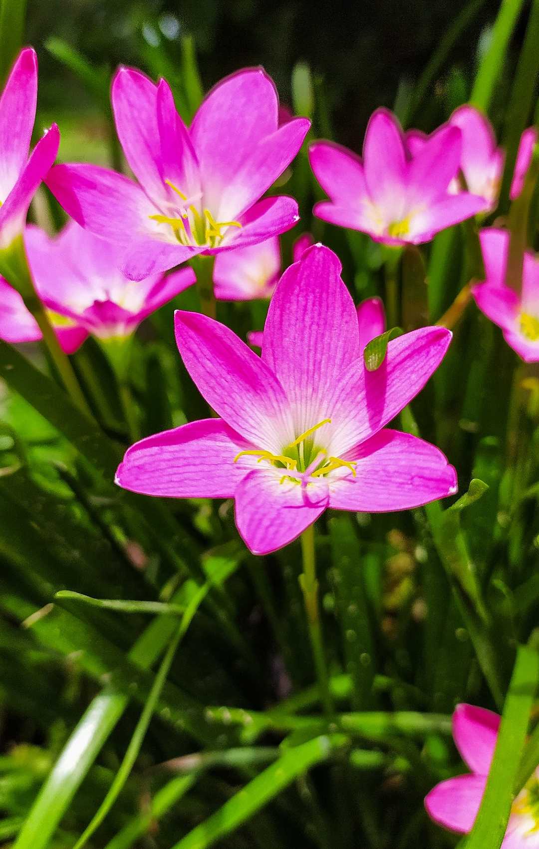 A late bloom is still beautiful❤