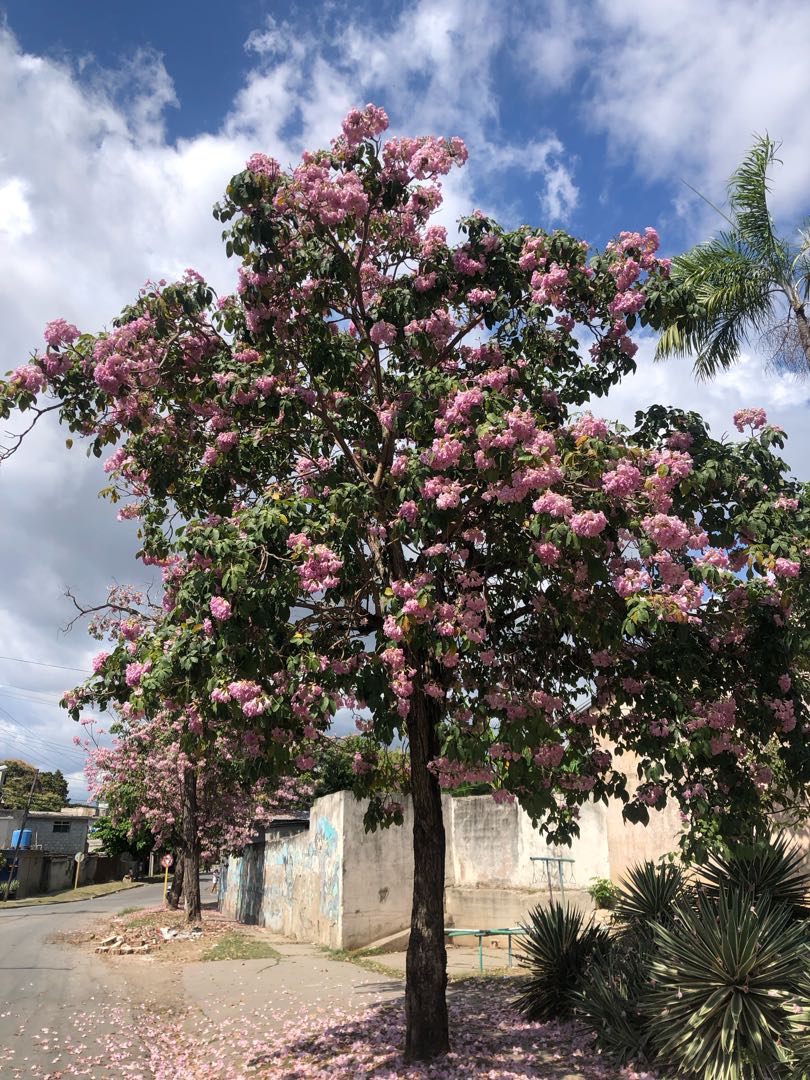 Ya se siente la primavera