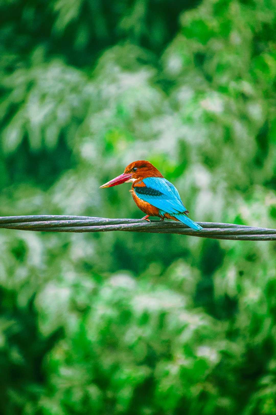 Bird Photography 