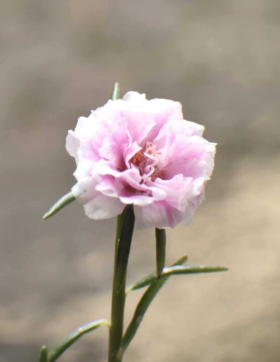 Krokot mawar