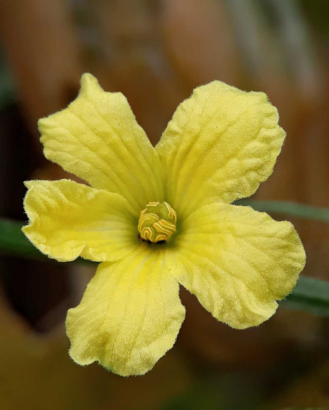 Bunga Melon