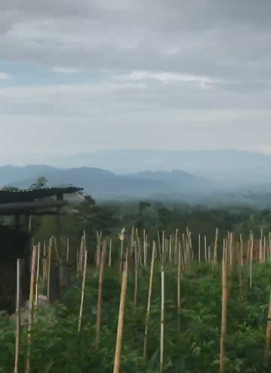 kebun cabai