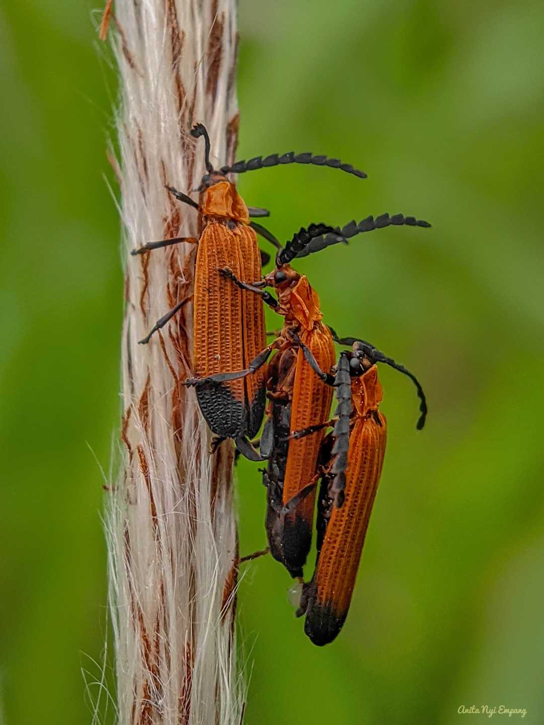 Lycidae