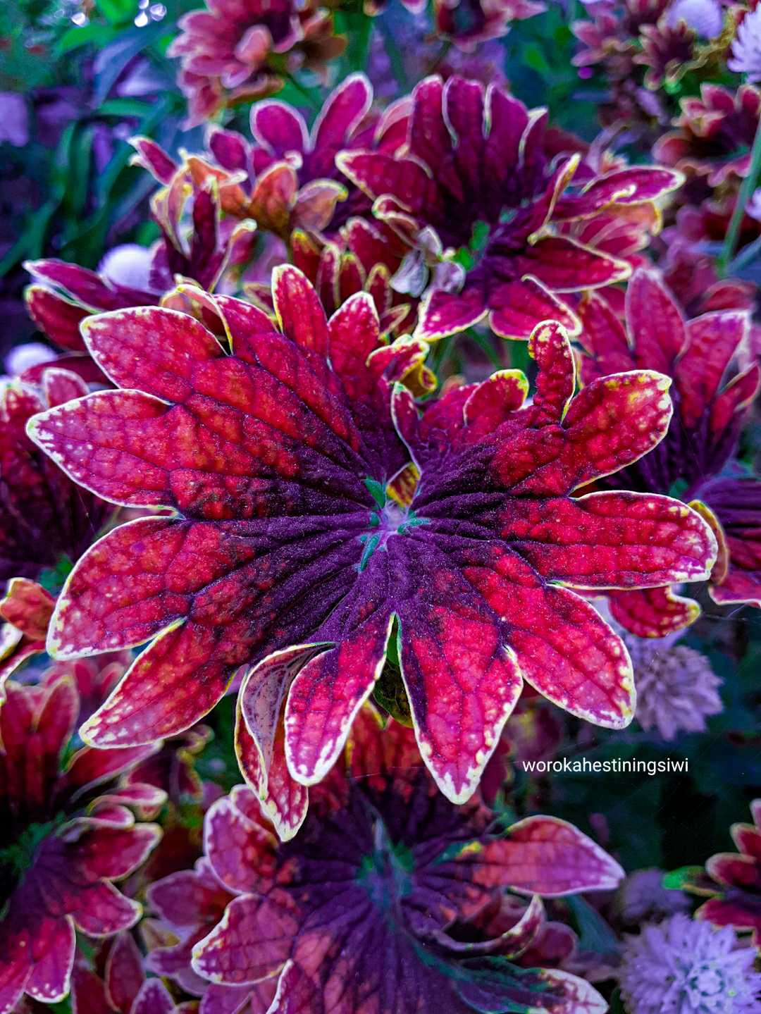 leaves