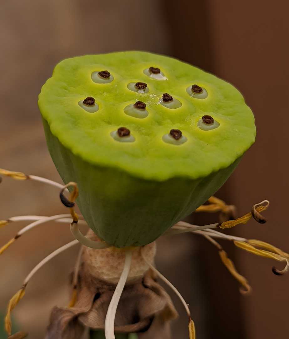 Biji Teratai 