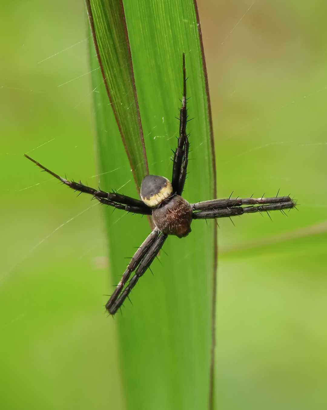 Araneidae