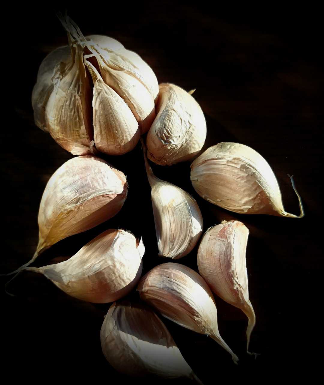 Garlic