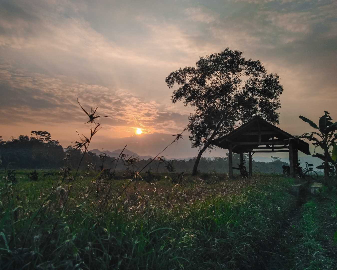 Gubug Tua di Tengah Sawah


