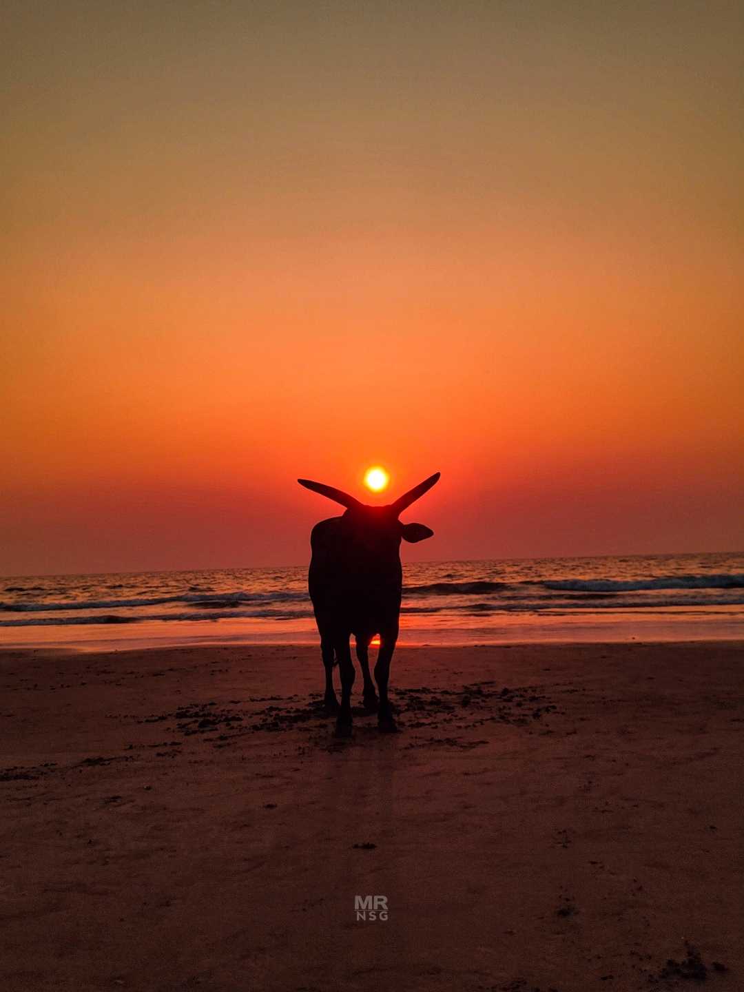 bull with sunset 