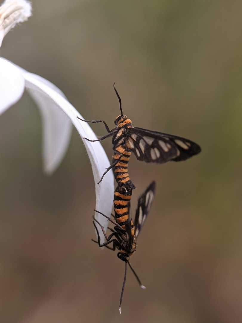 Amata Huebneri