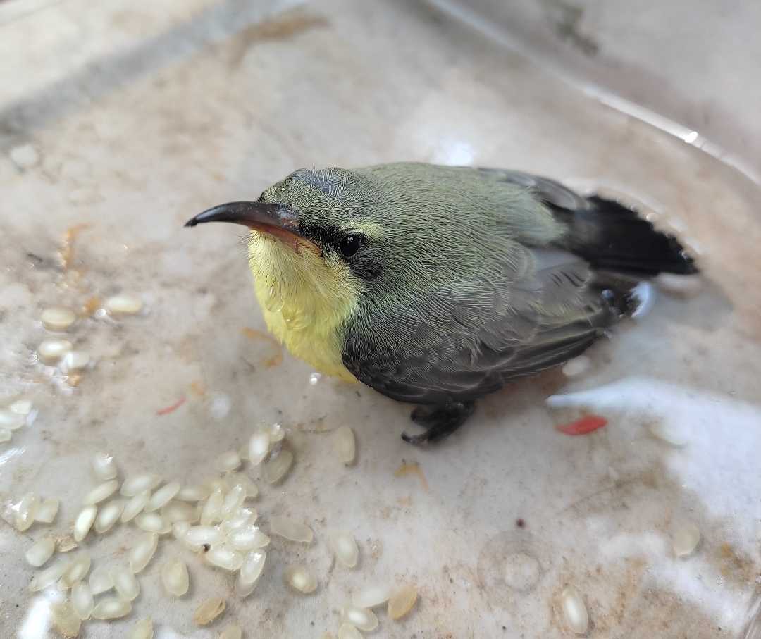 purple Sunbird 🐦
