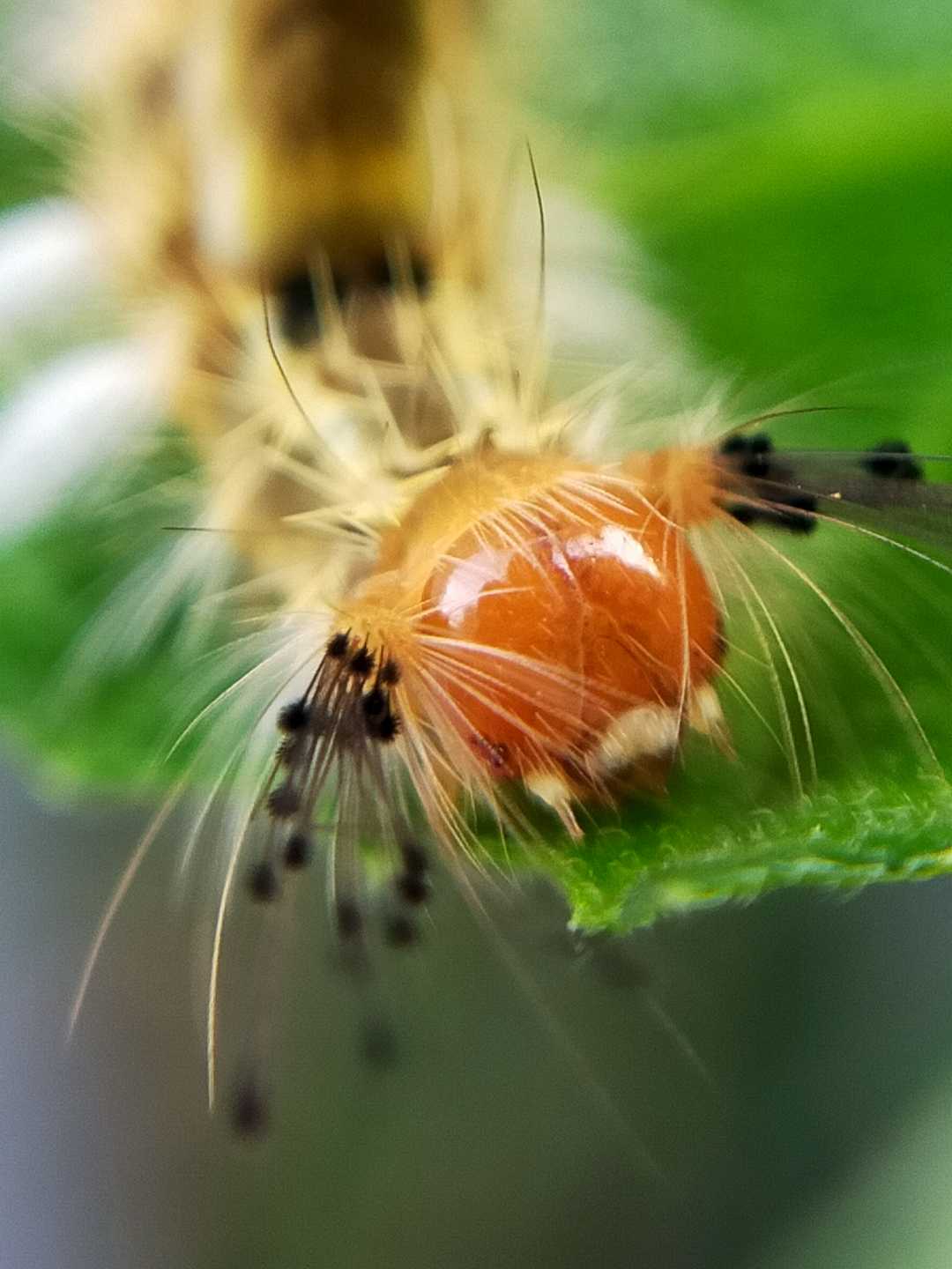 ulat bulu
