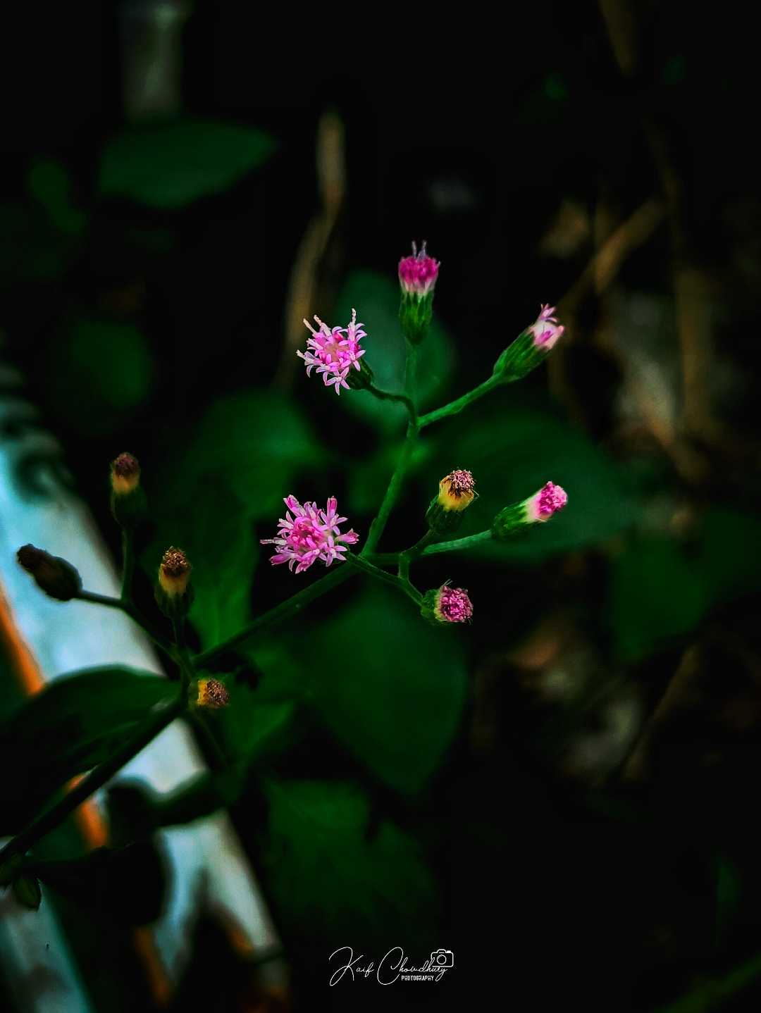 নাম না জানা ফুল 😁