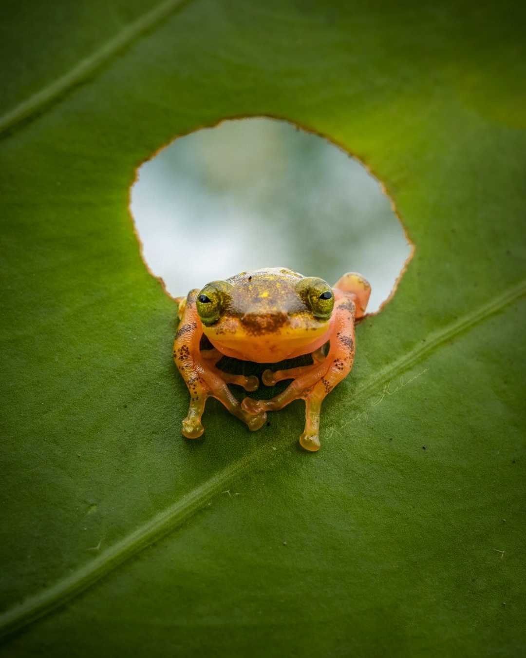 Cute Frog (Ranidae Family) 