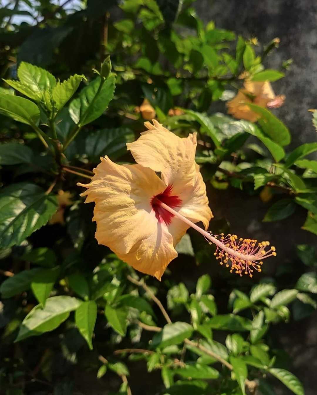Hibiscus 🌺 