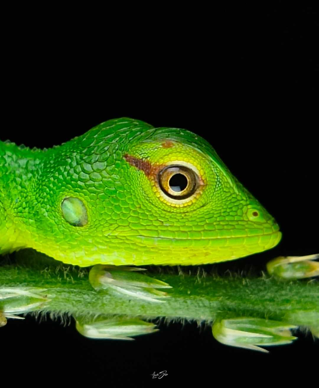 mobile macro photography 