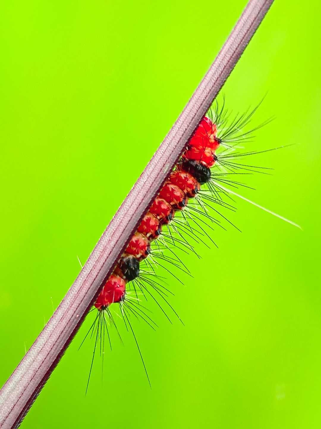 Ulat