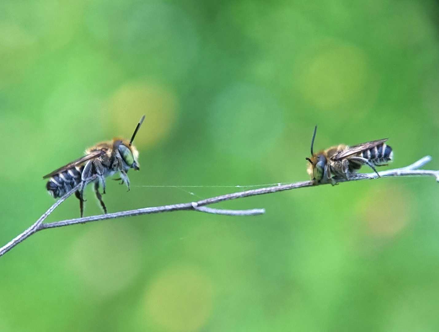 Face off 