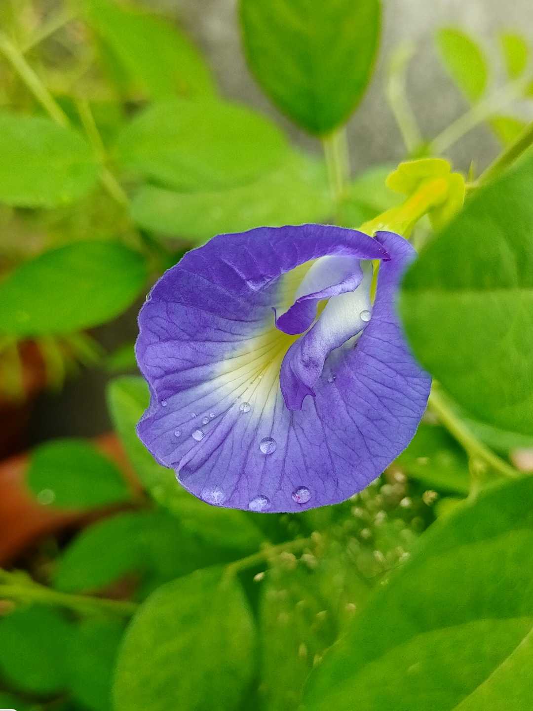 Asian pigeonwings Flower 