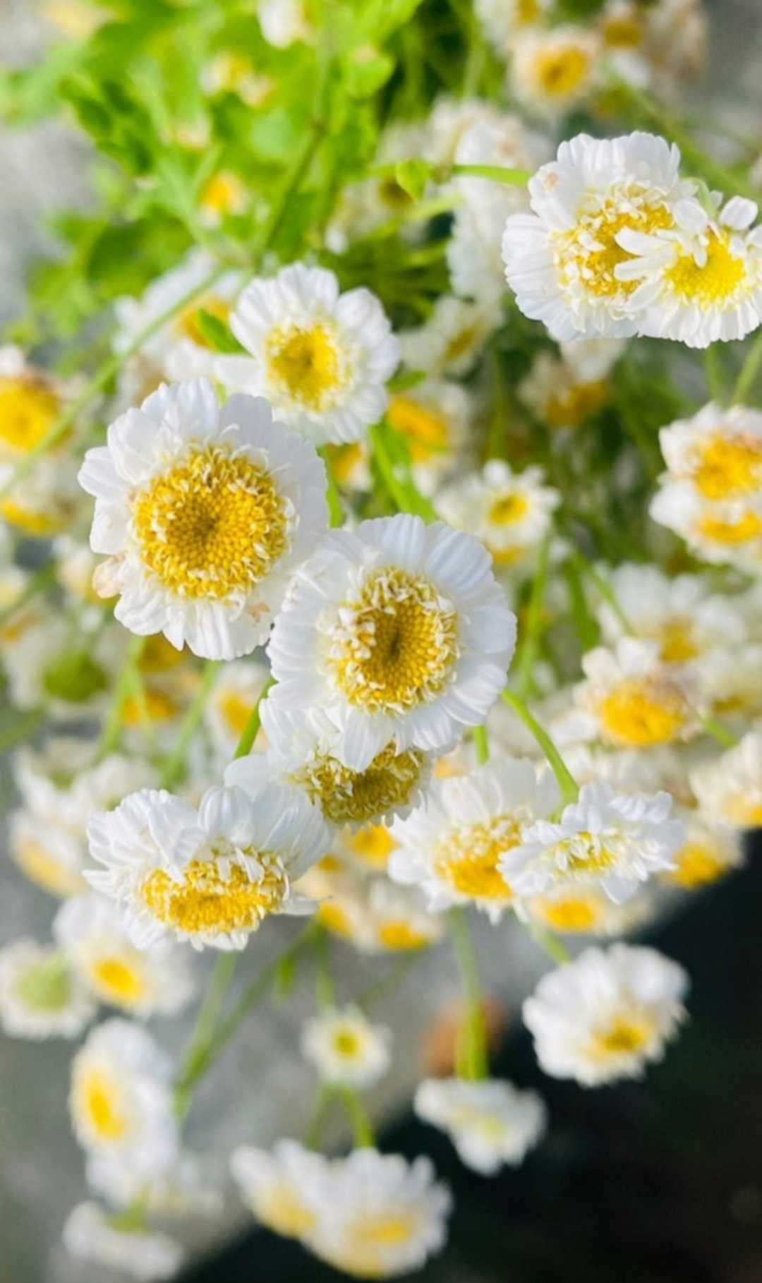 Daisy