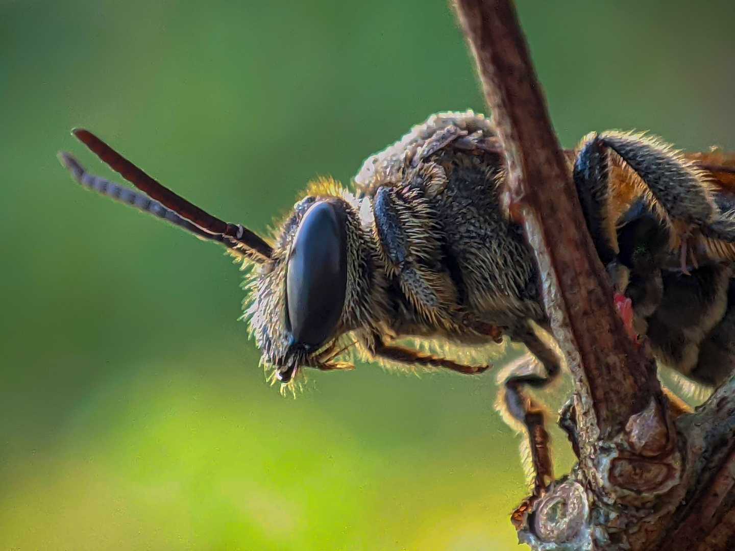 Scoliidae