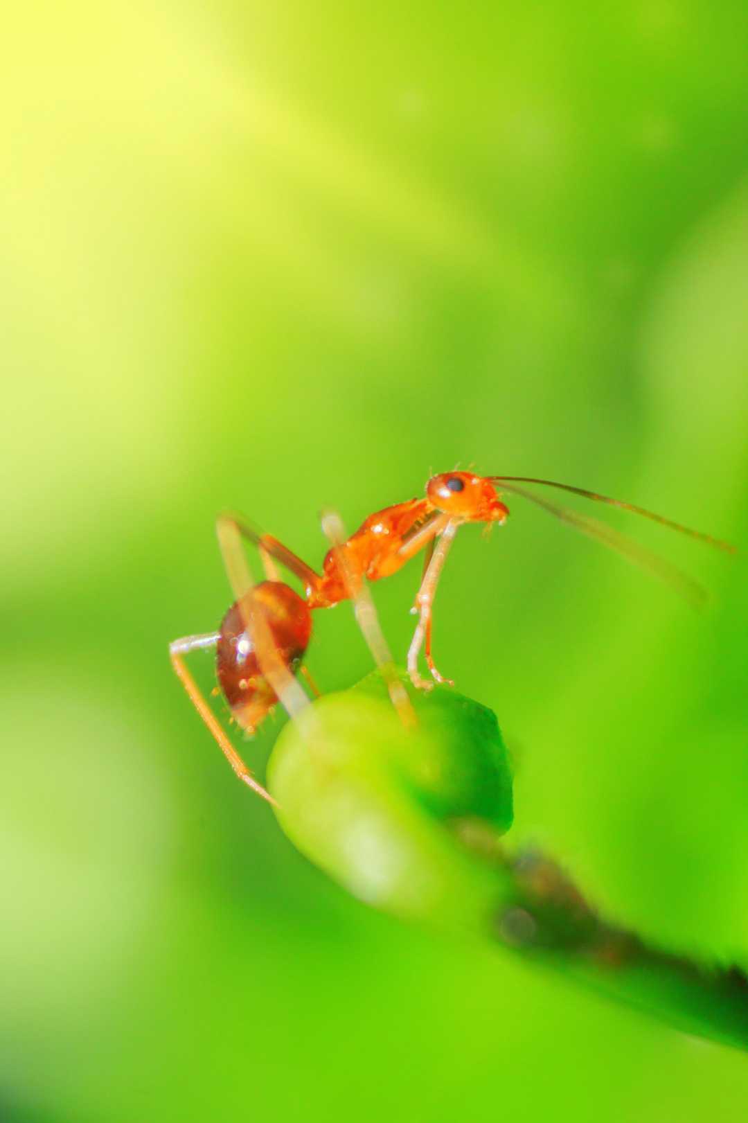 Ant🐜