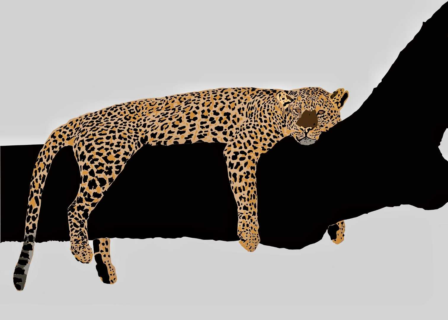 cheetah 🐆