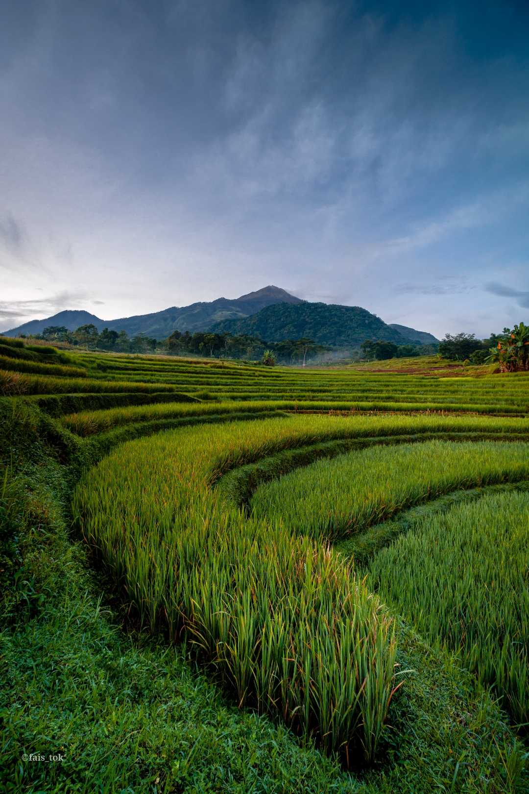 sawah terasiring