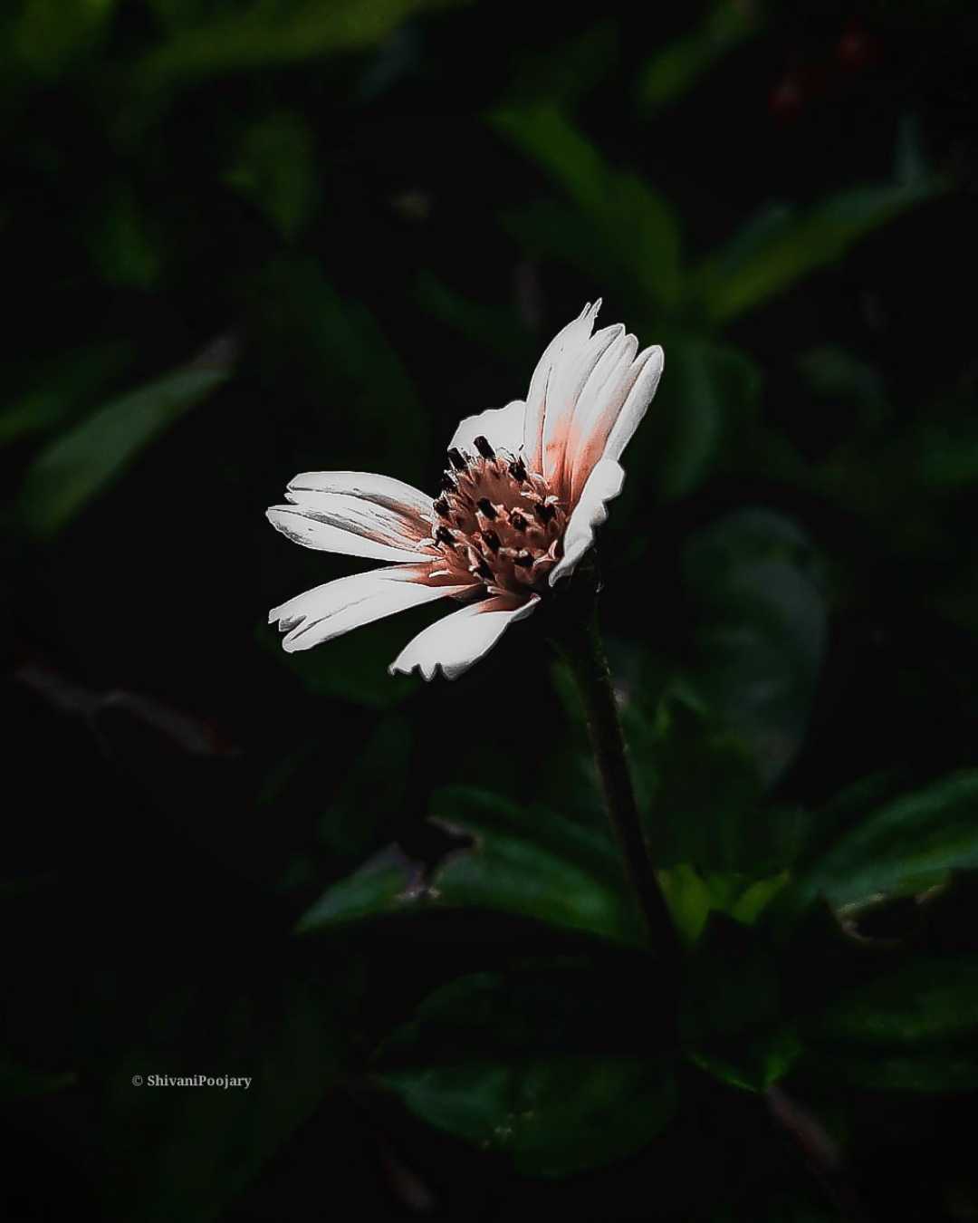 Flower 🌹