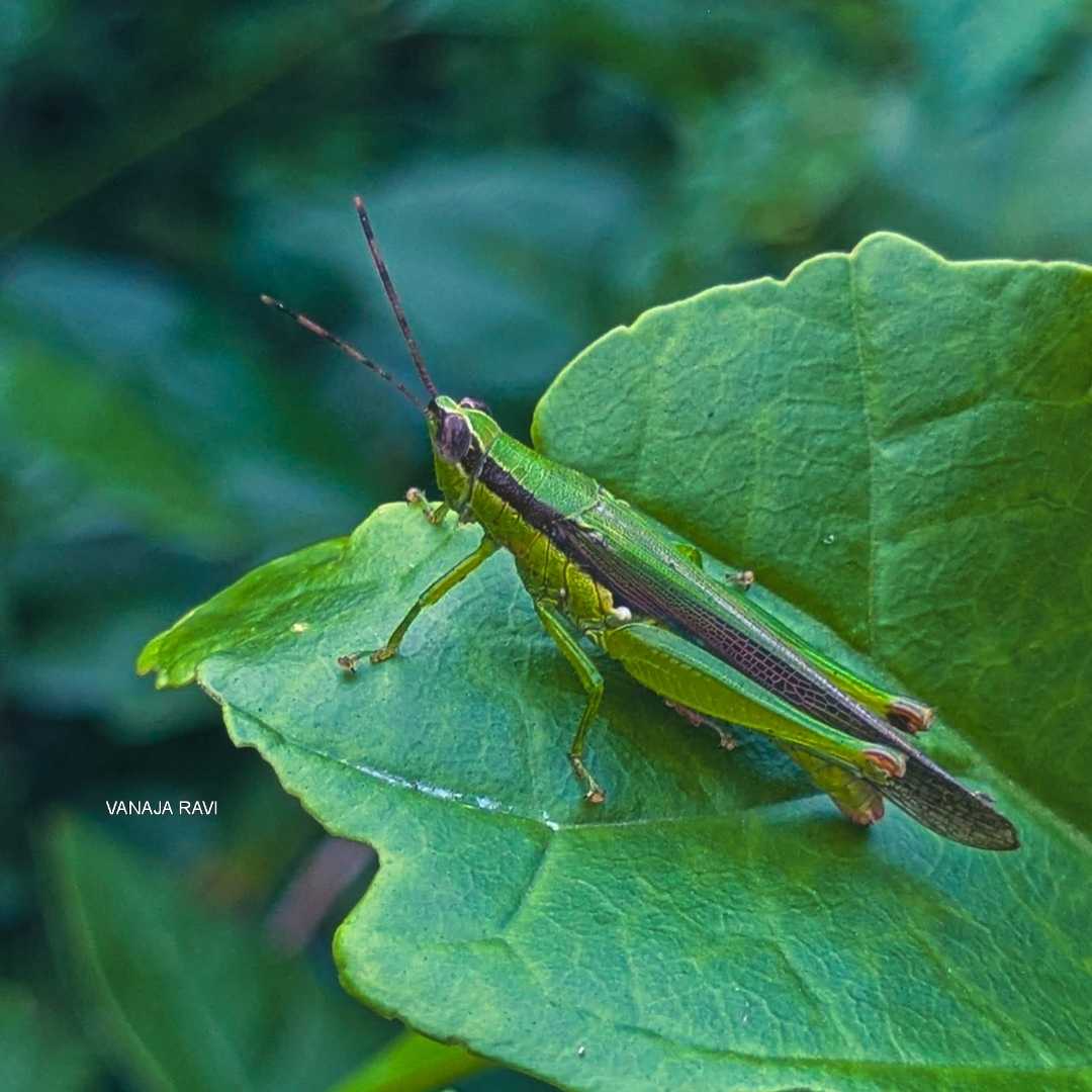 🦗
