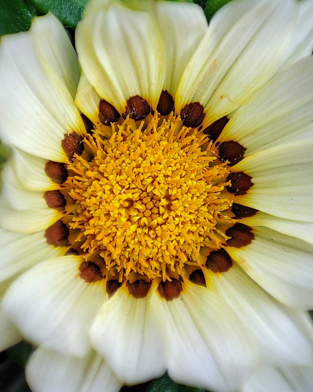 Macro