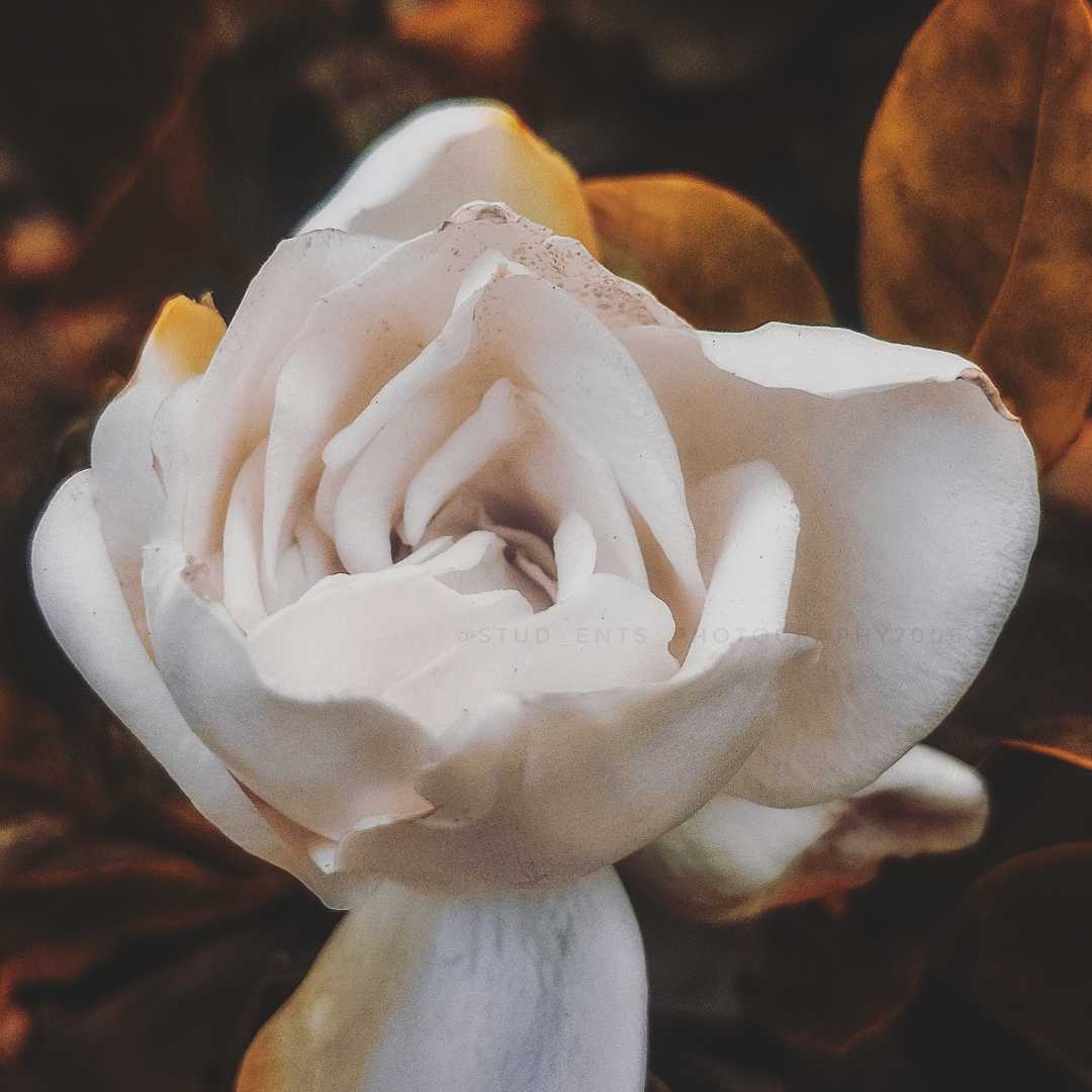 flower photography 