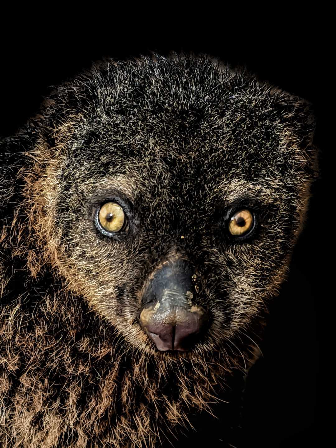 Kuskus Beruang
