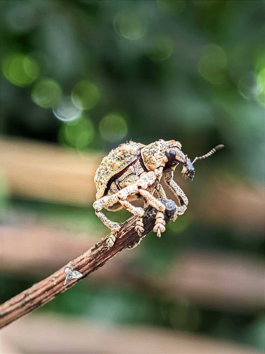 kumbang pengerek