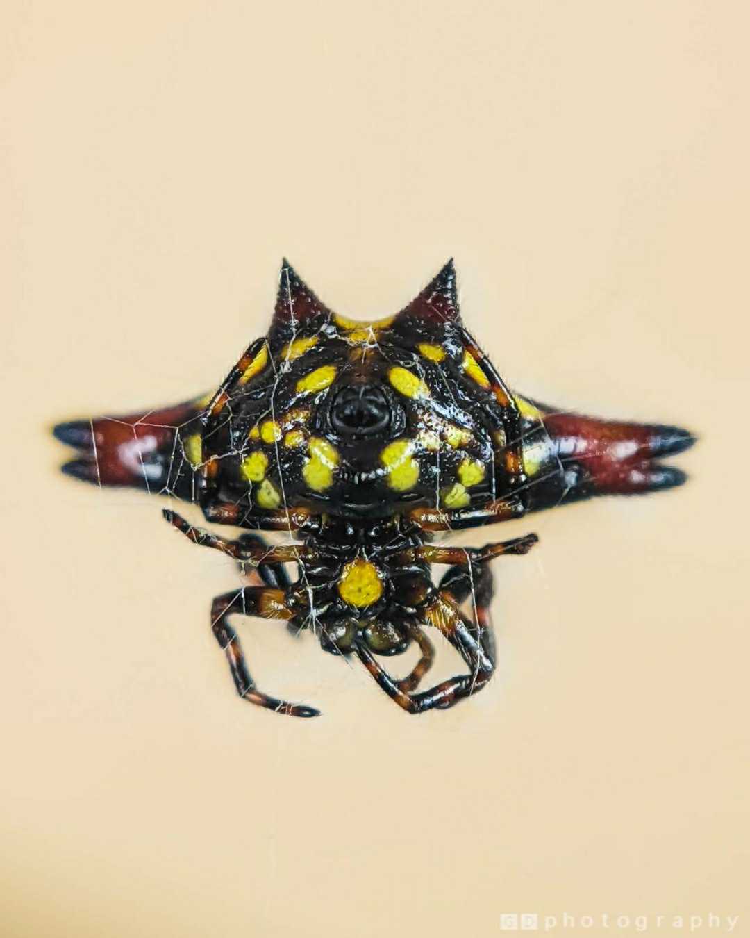 Spiny Orb Weaver 