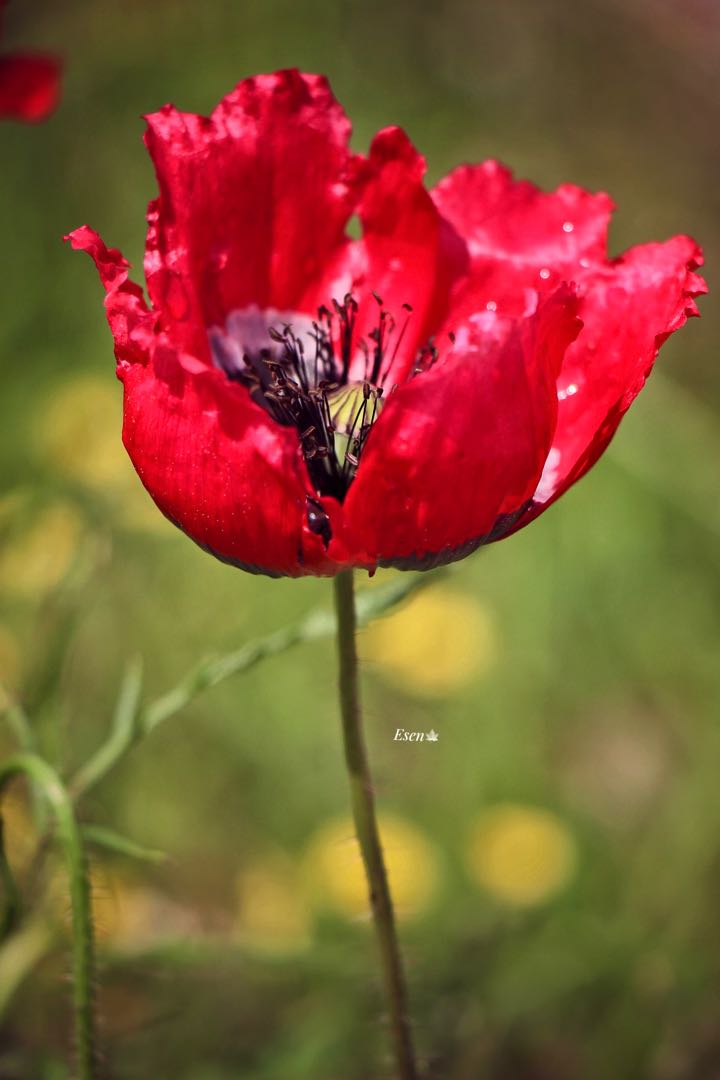 #poppy #flowers #red❤️