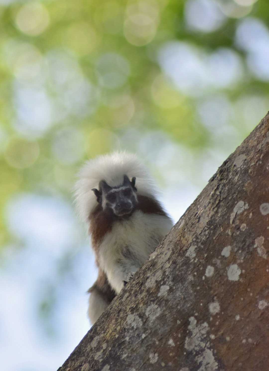 mono titi
